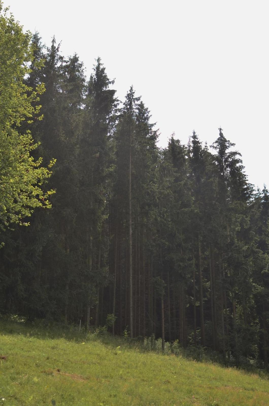 Treehouse Velké Losiny Exteriör bild